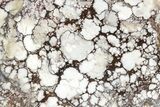 Polished Wild Horse Magnesite Section - Arizona #209550-1